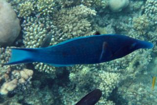 Gomphosus caeruleus - Blauer Vogelfisch (Schnabel-Lippfisch, Blaugrüner Vogel-Lippfisch, Blauer (grüner) Vogel-Lippfisch)